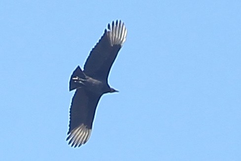 Black Vulture - ML629085564