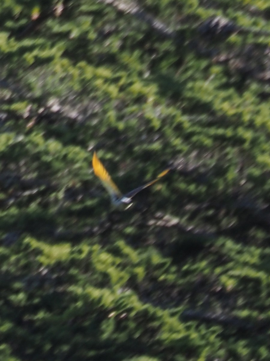 Northern Flicker (Yellow-shafted) - ML629085565