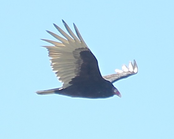 Turkey Vulture - ML629085567