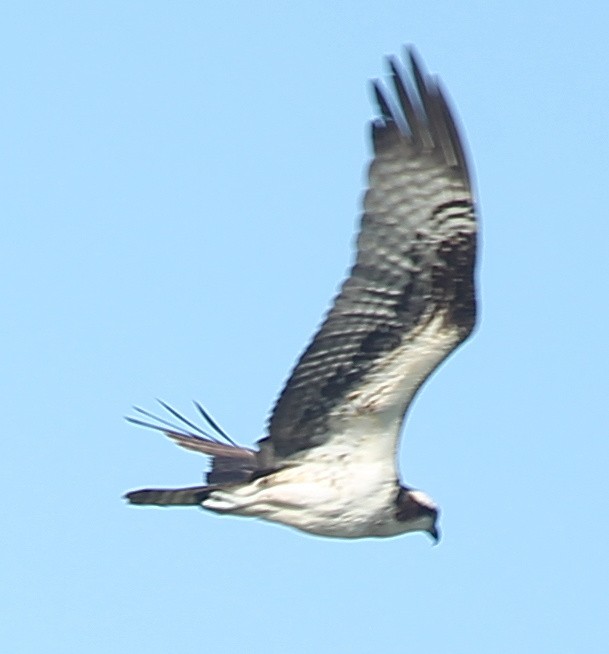 Osprey - ML629085580