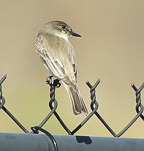 Eastern Phoebe - ML629085584