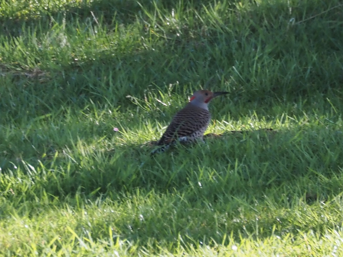 Northern Flicker (Yellow-shafted x Red-shafted) - ML629085589