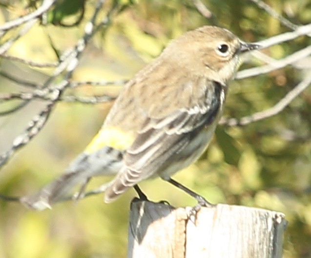 Yellow-rumped Warbler - ML629085590