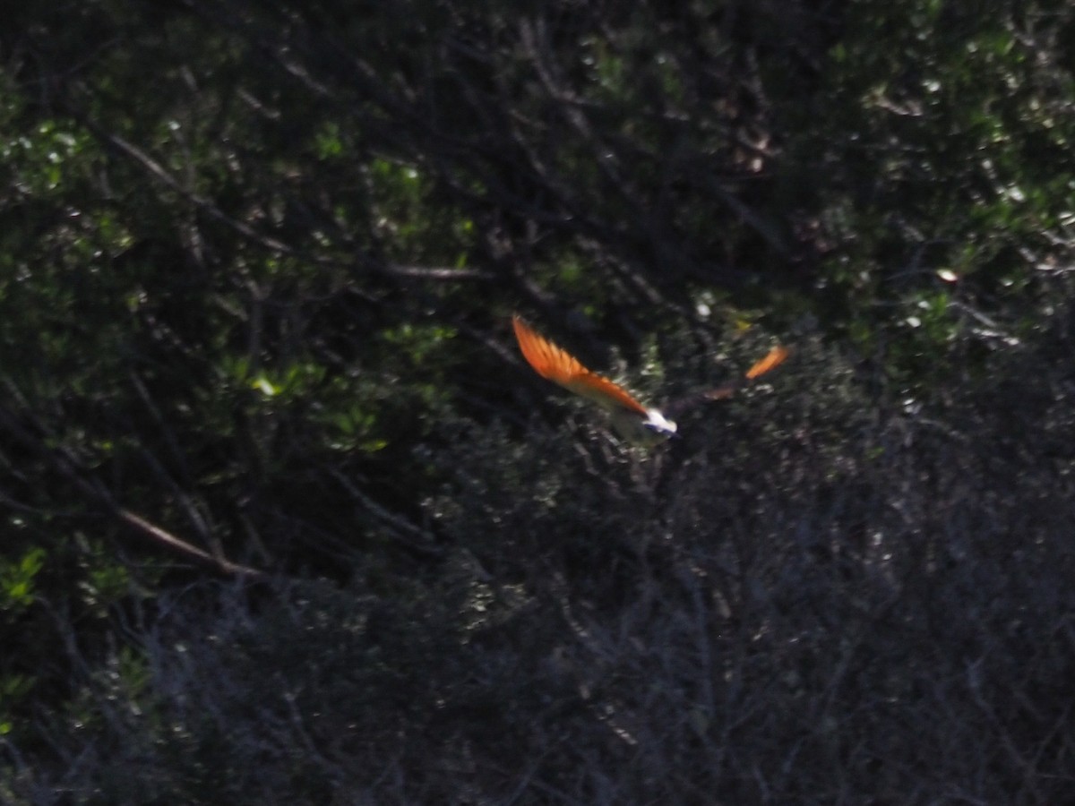 Northern Flicker (Yellow-shafted x Red-shafted) - ML629085592