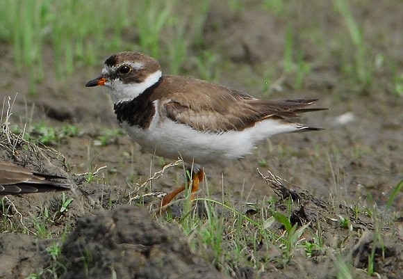 Semipalmated Plover - ML629085658