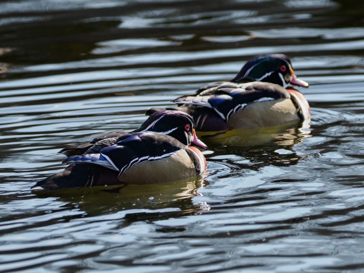 Wood Duck - ML629085710