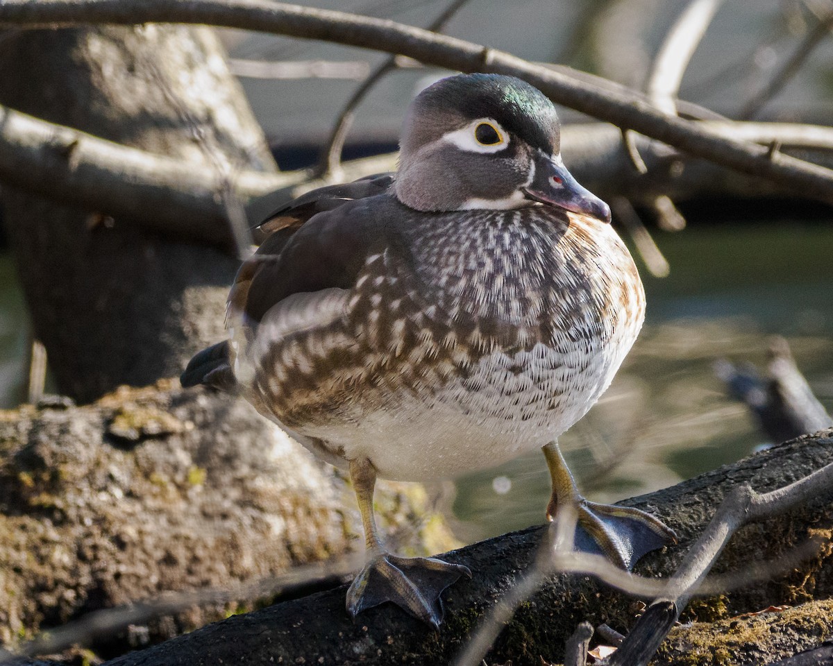 Wood Duck - ML629085711