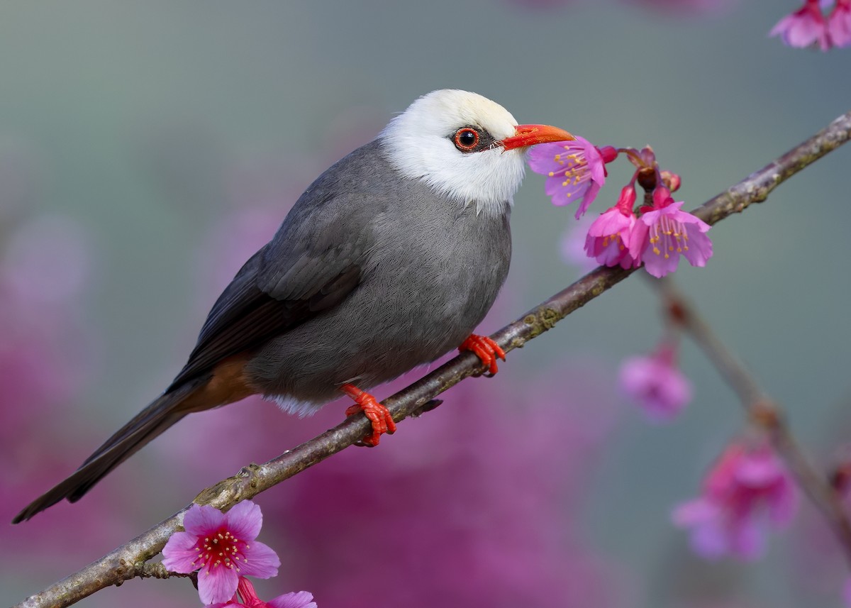 White-headed Bulbul - ML629085720