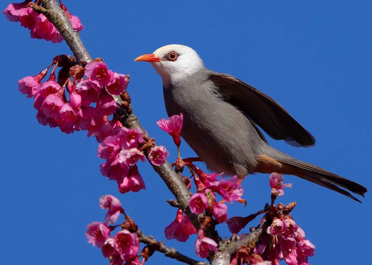 White-headed Bulbul - ML629085721