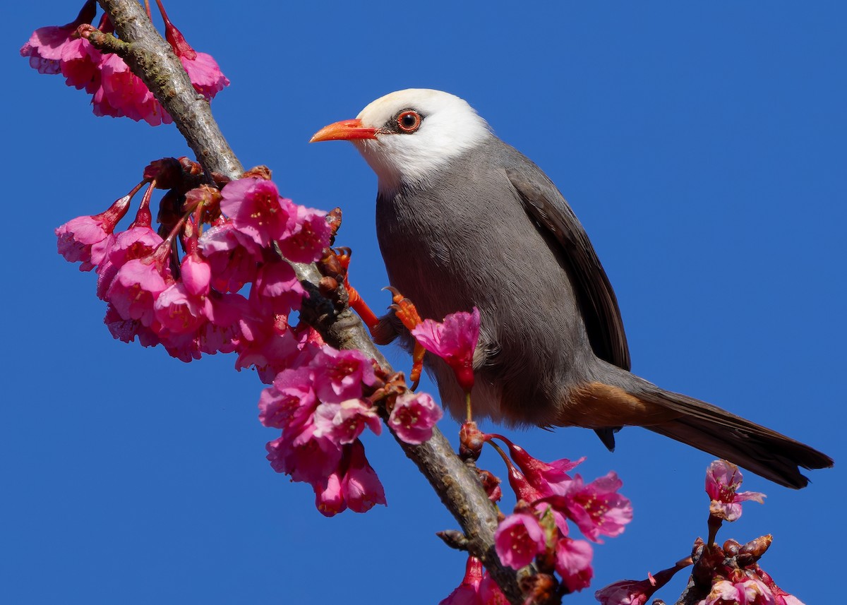 White-headed Bulbul - ML629085722