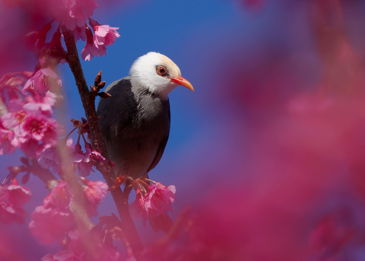 White-headed Bulbul - ML629085723