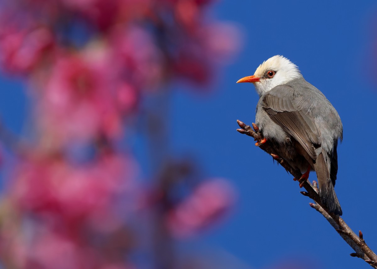 White-headed Bulbul - ML629085725