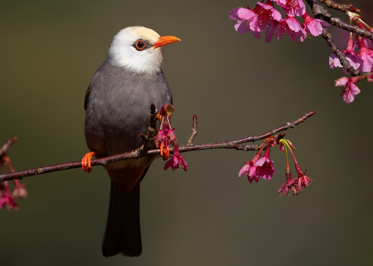 White-headed Bulbul - ML629085726