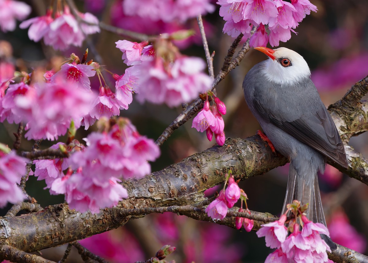 White-headed Bulbul - ML629085727