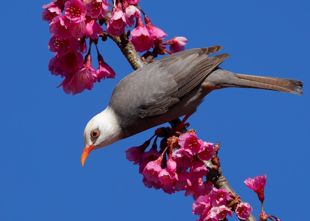 White-headed Bulbul - ML629085728