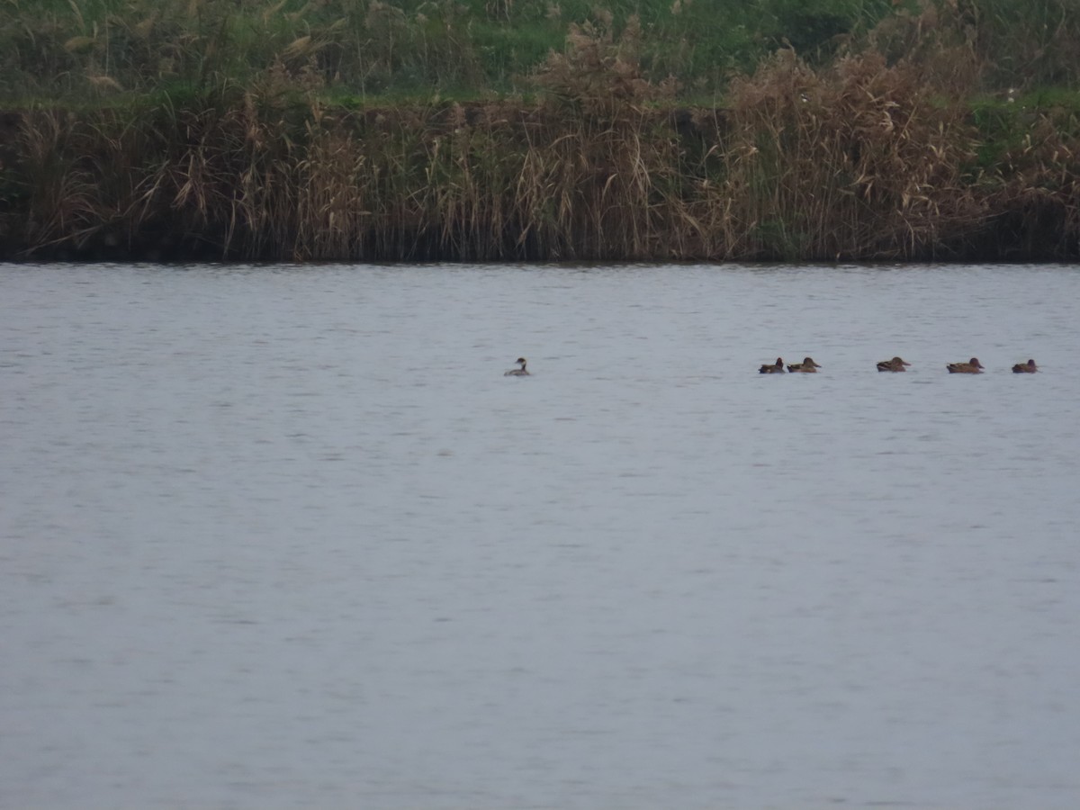 Eared Grebe - ML629085746