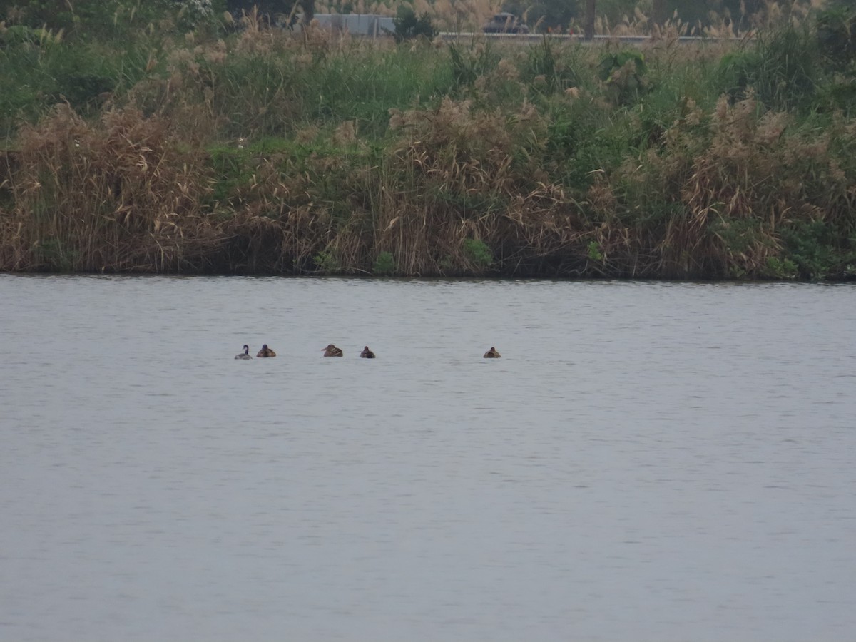 Eared Grebe - ML629085747