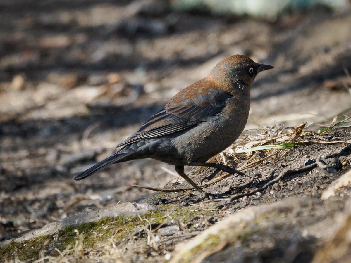 Rusty Blackbird - ML629085812