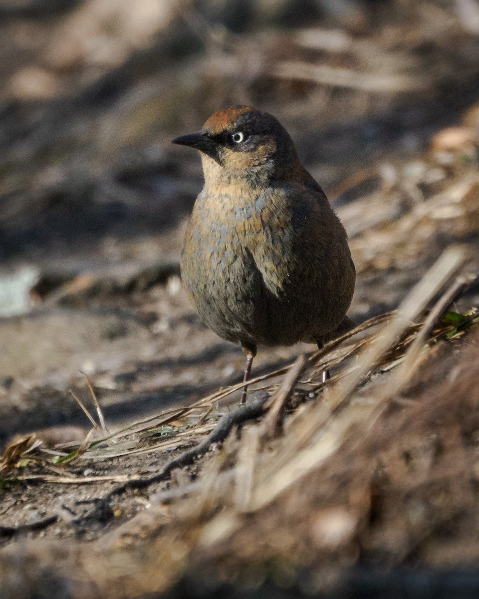 Rusty Blackbird - ML629085813