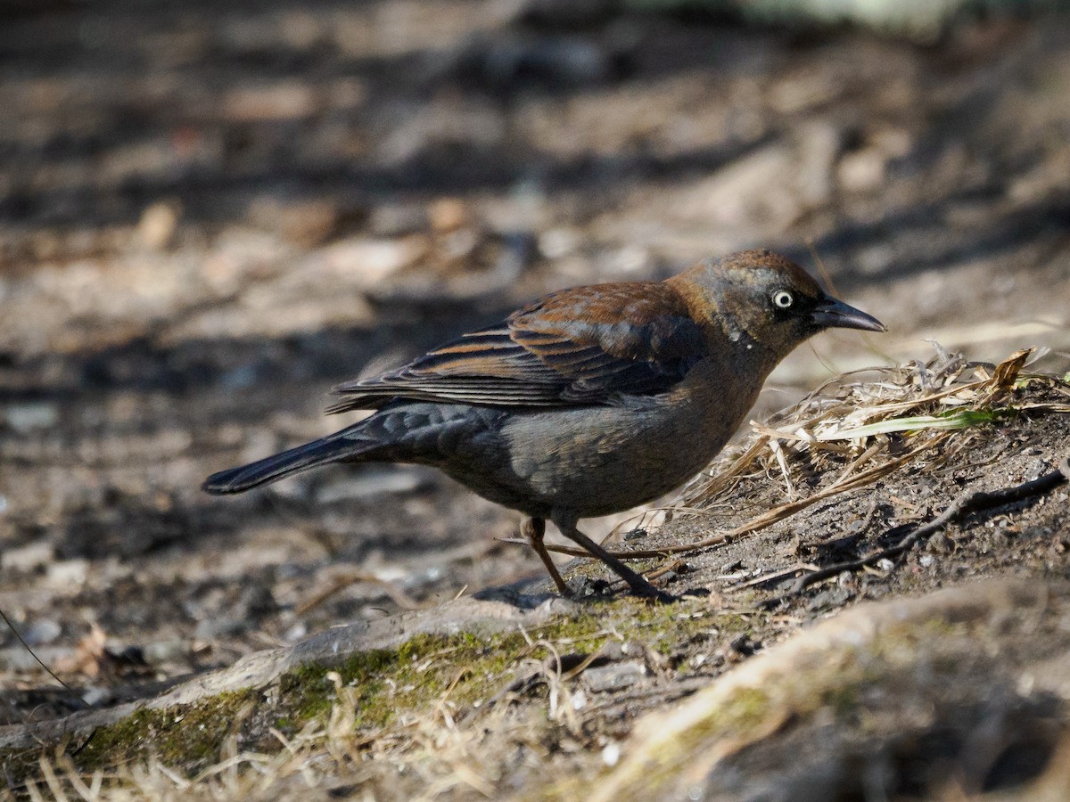 Rusty Blackbird - ML629085814