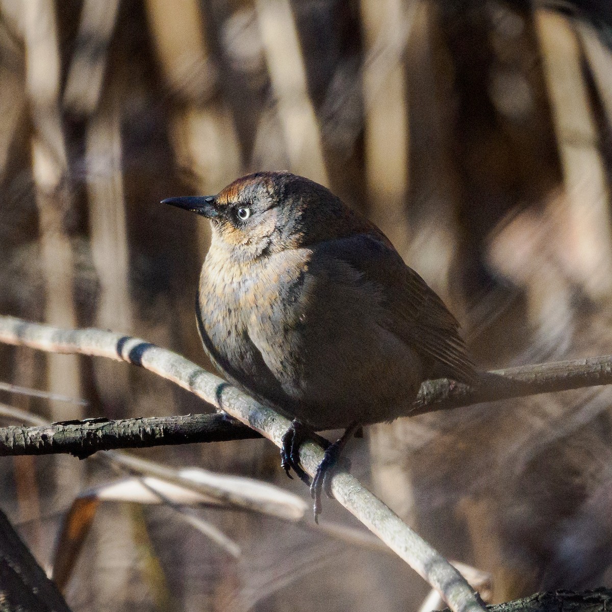 Rusty Blackbird - ML629085815