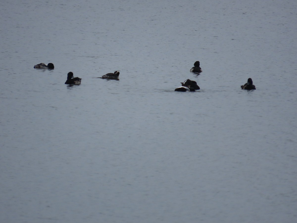 Eared Grebe - ML629085834