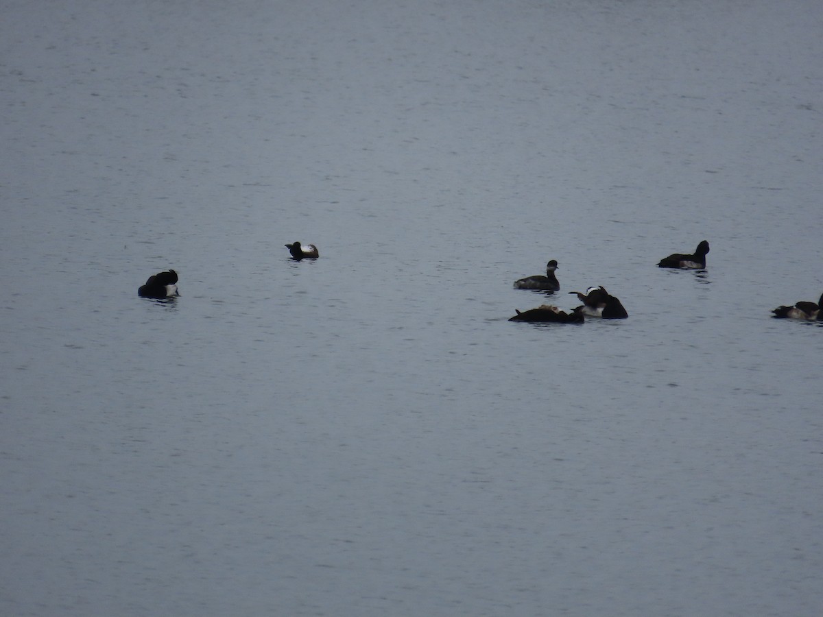 Eared Grebe - ML629085835