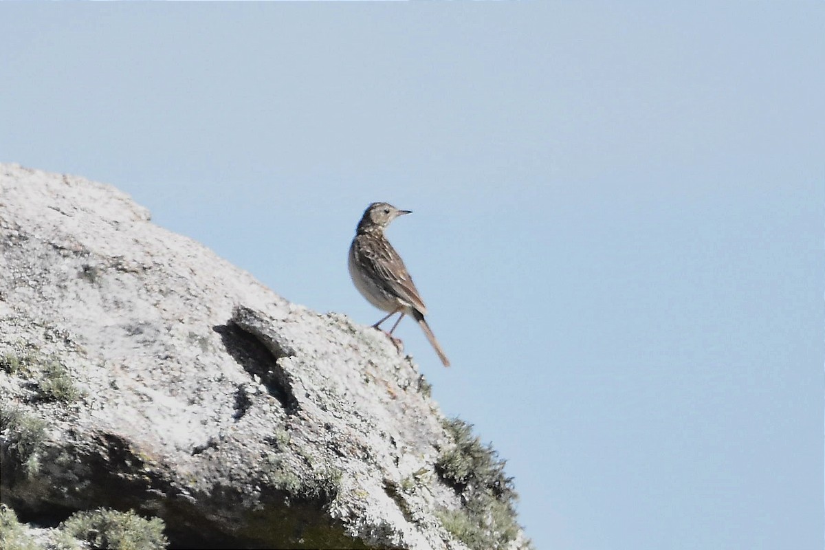 Hellmayr's Pipit - ML629085846