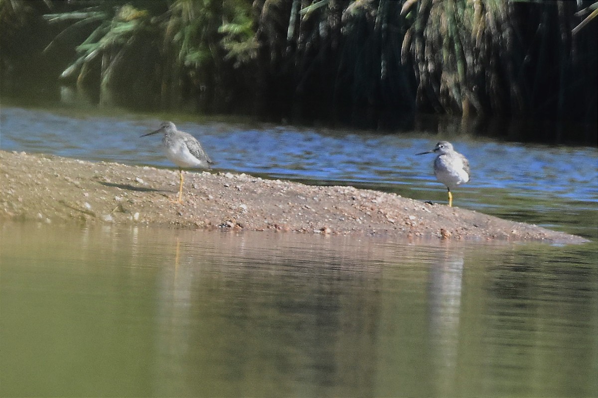 Greater Yellowlegs - ML629085872