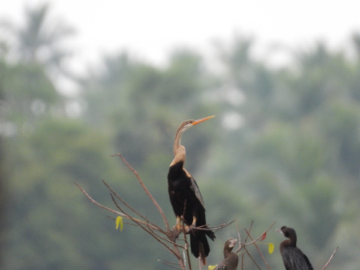 anhinga indomalajská - ML629085900