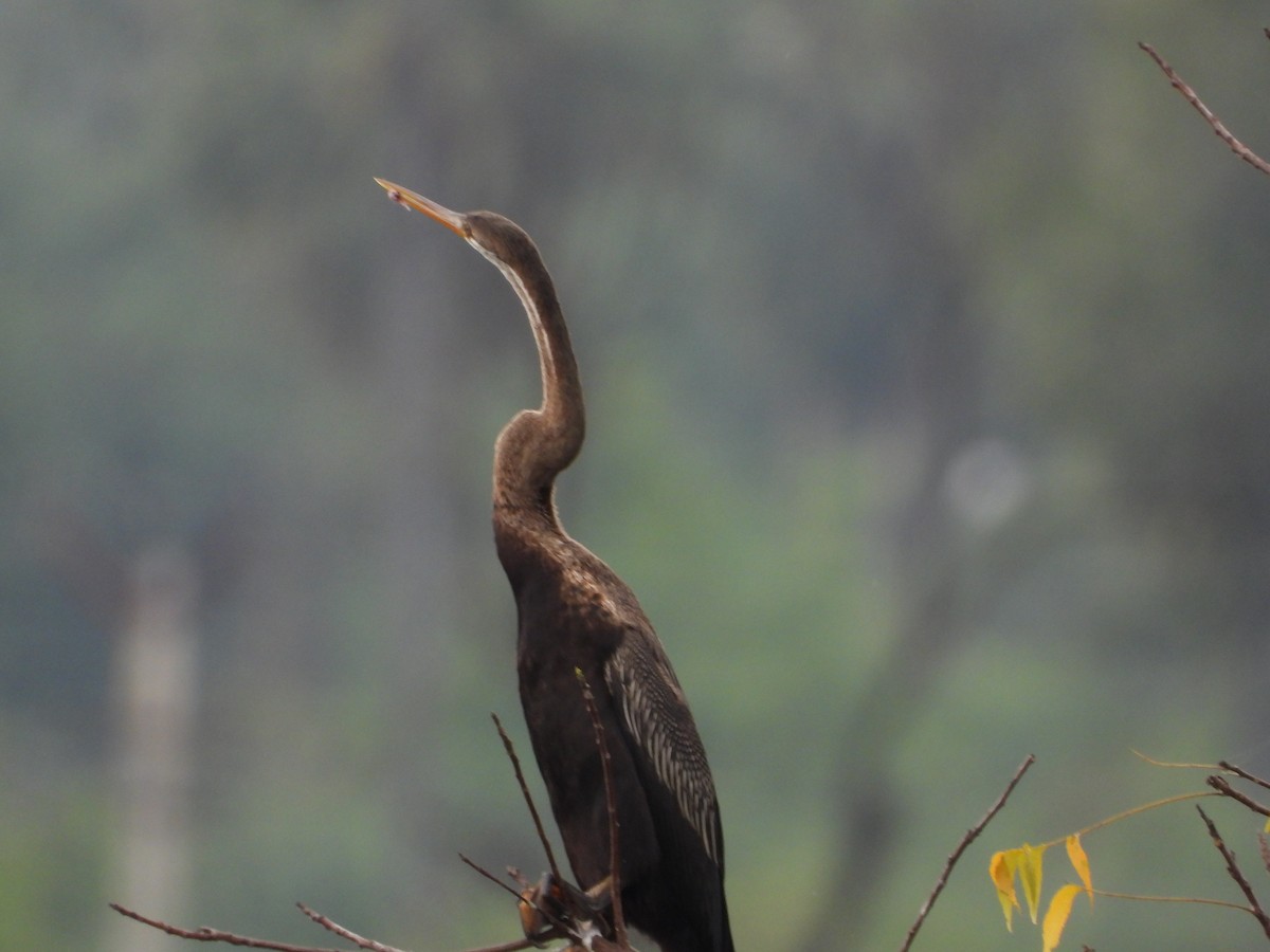 anhinga indomalajská - ML629085903