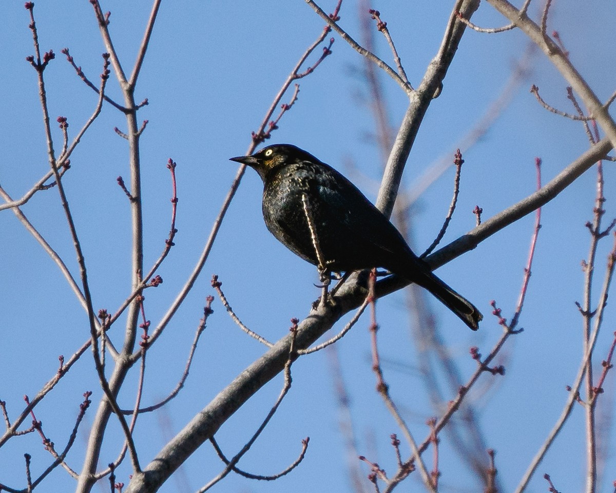 Rusty Blackbird - ML629085905