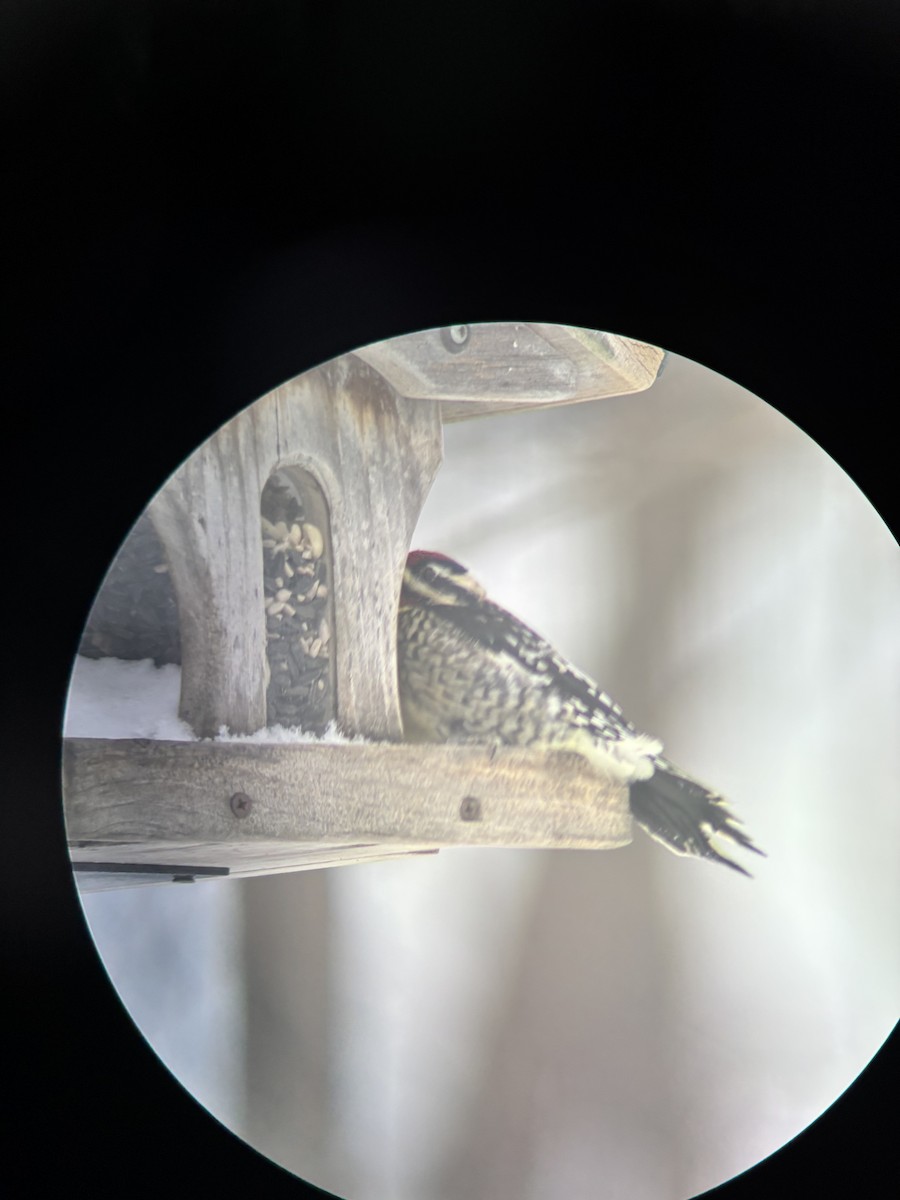 Yellow-bellied Sapsucker - ML629085926