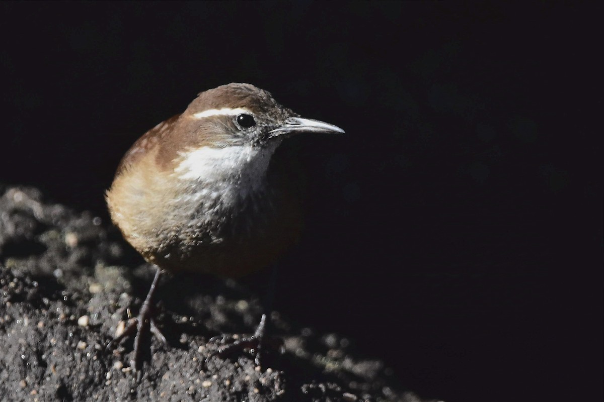 White-winged Cinclodes - ML629085937