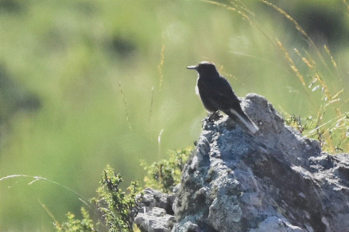 Black-billed Shrike-Tyrant - ML629086021