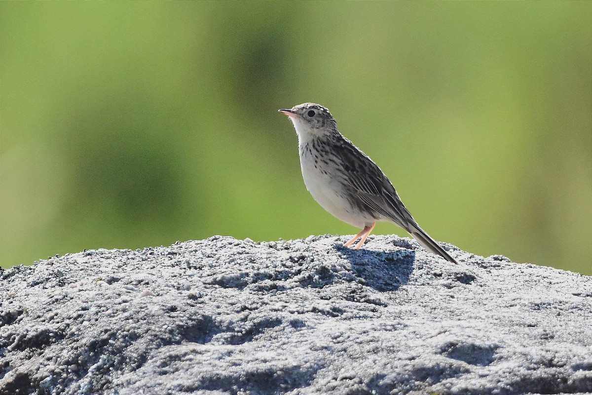 Hellmayr's Pipit - ML629086049