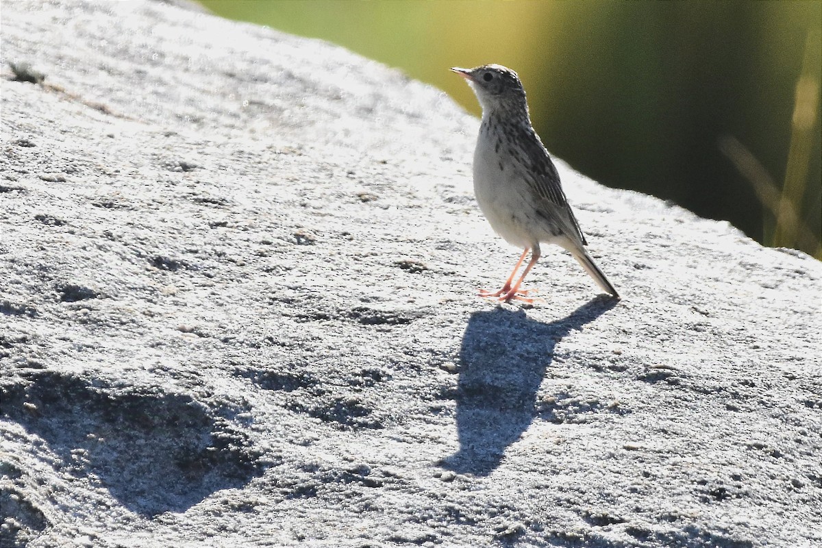 Hellmayr's Pipit - ML629086050