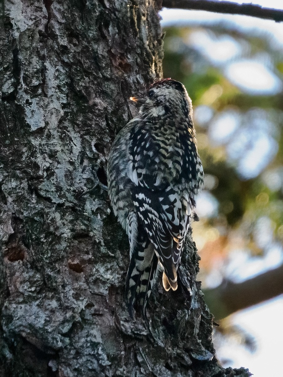 Yellow-bellied Sapsucker - ML629086085