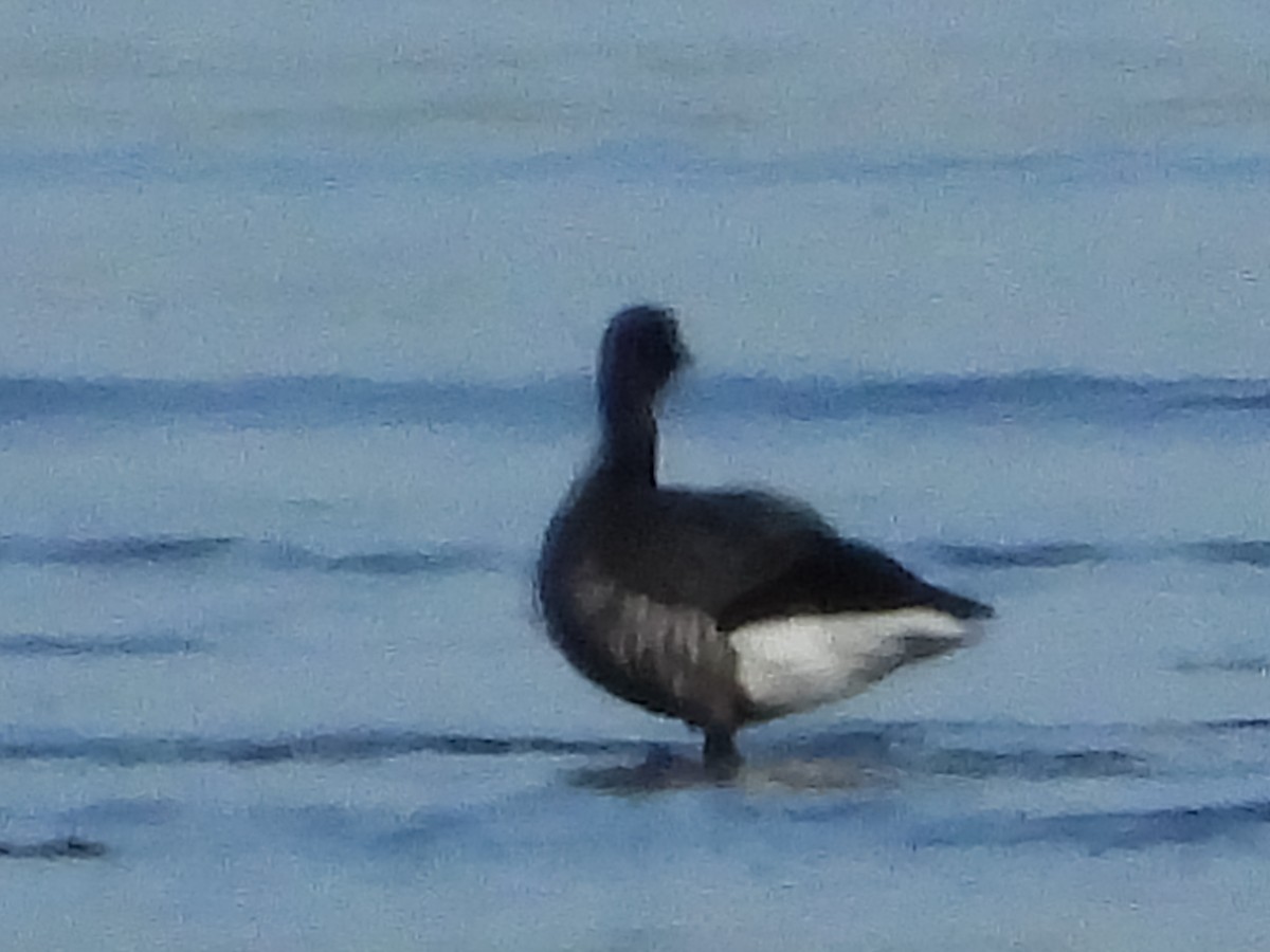 Brant - ML629086140