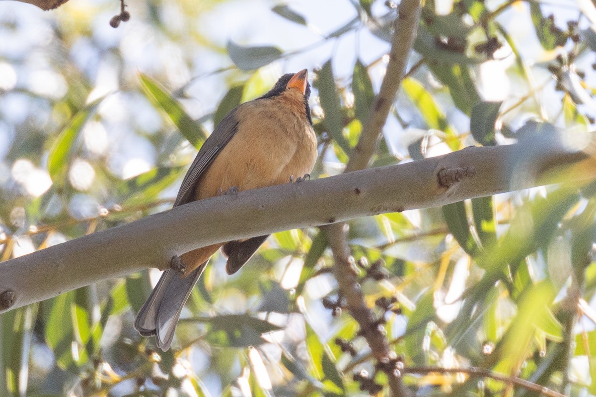 Golden-billed Saltator - ML629086162