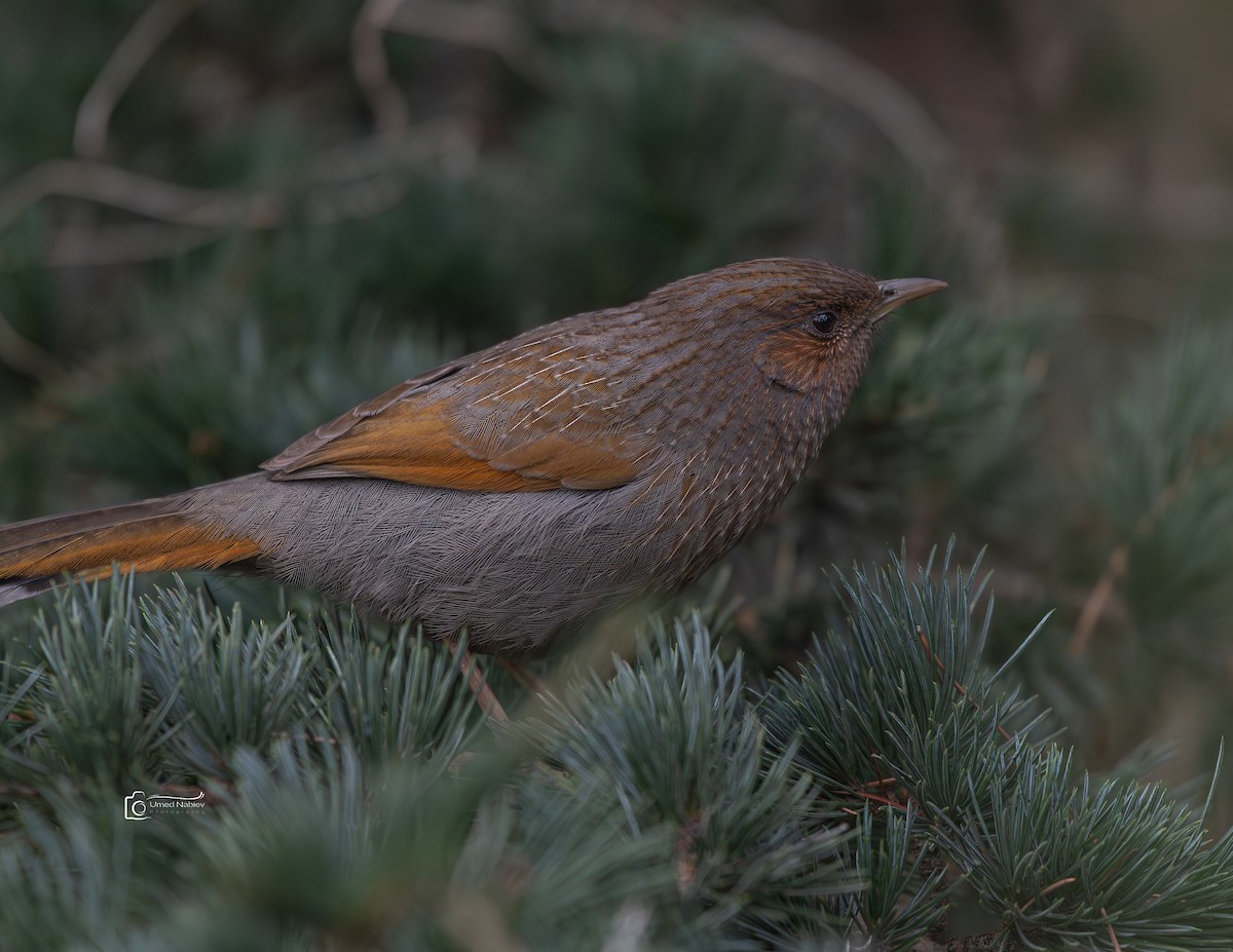 Streaked Laughingthrush - ML629086170