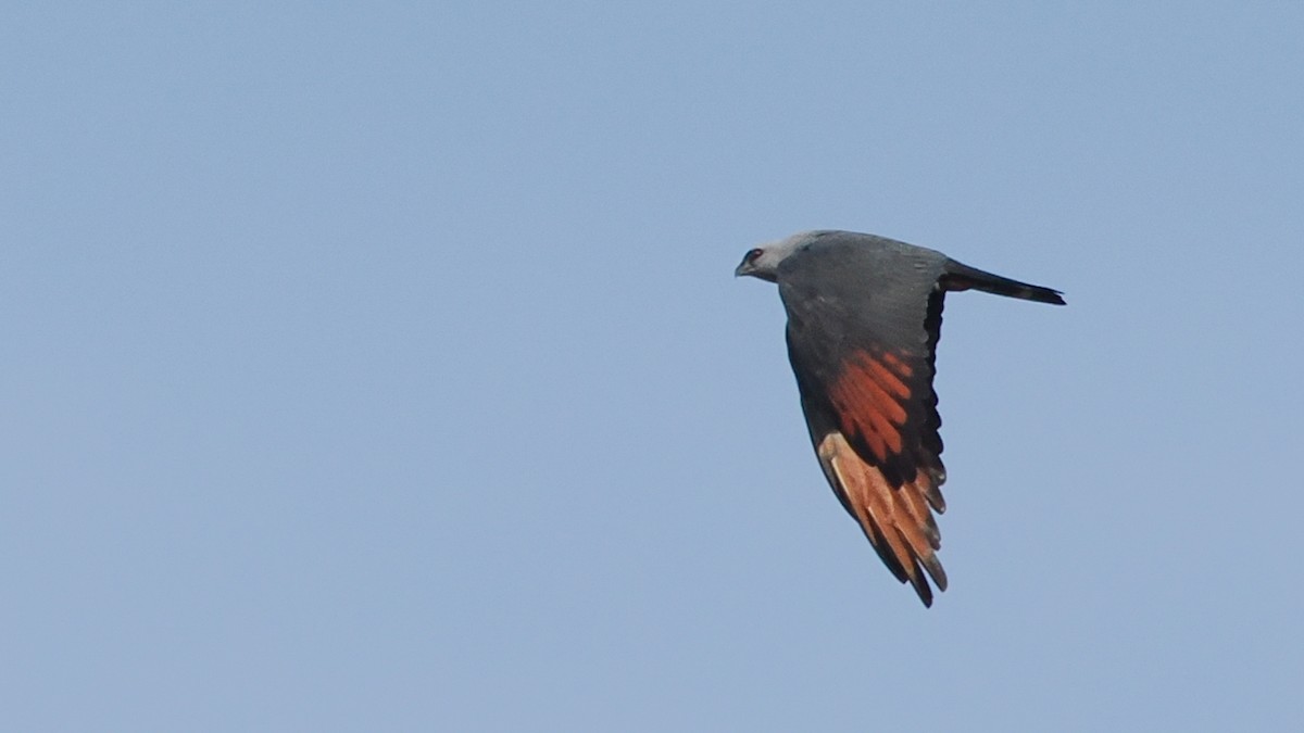 Plumbeous Kite - ML629086172