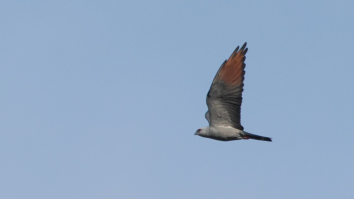 Plumbeous Kite - ML629086173