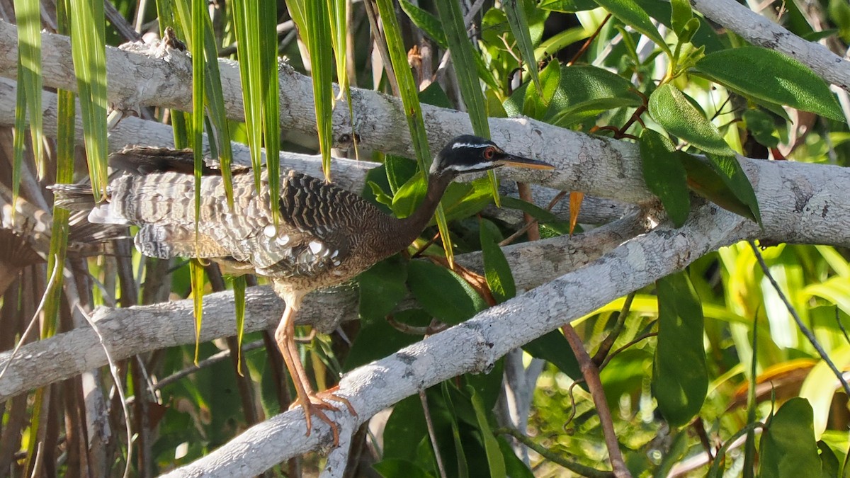 Sunbittern - ML629086174