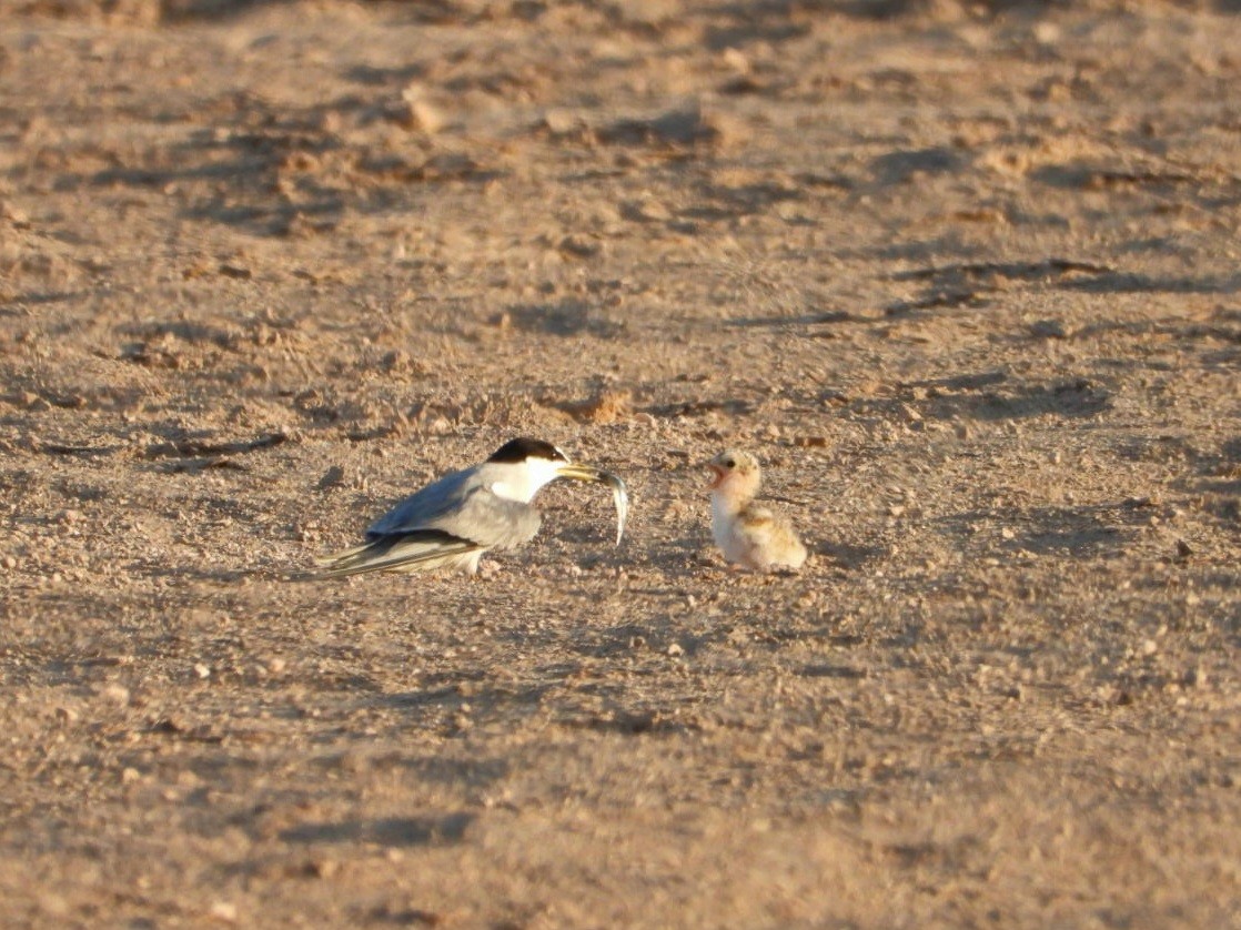 Peruvian Tern - ML629086212