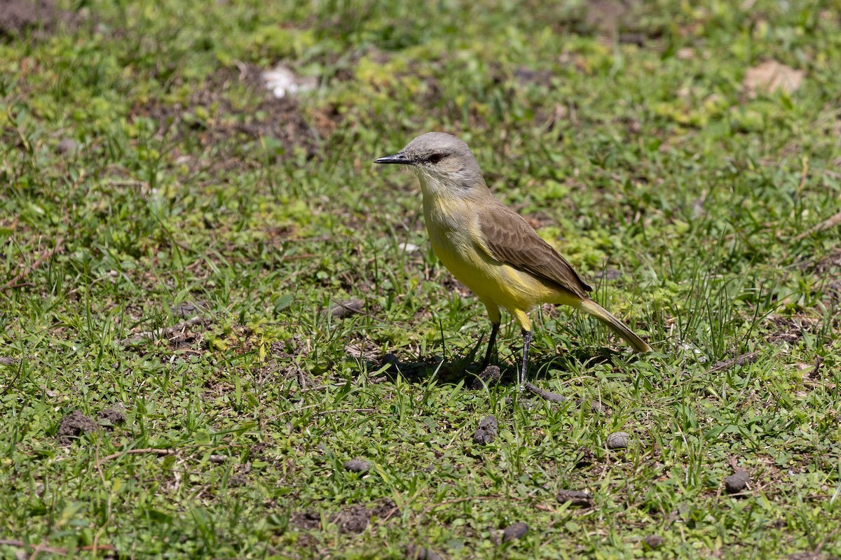 Tropical Kingbird - ML629086219