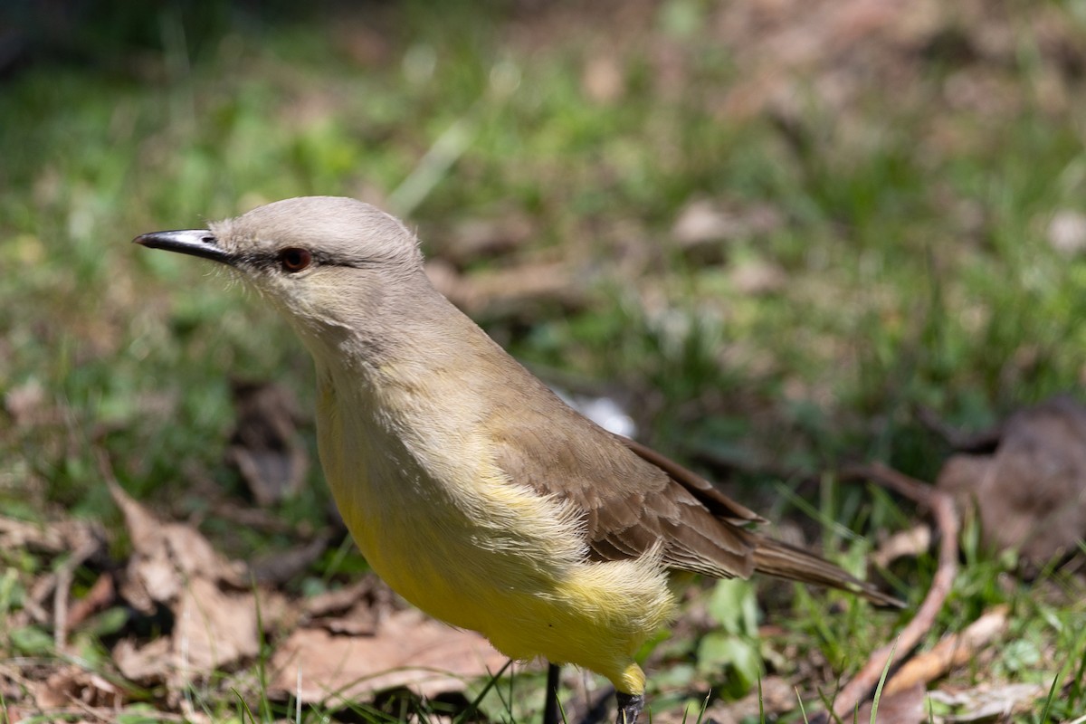 Tropical Kingbird - ML629086248