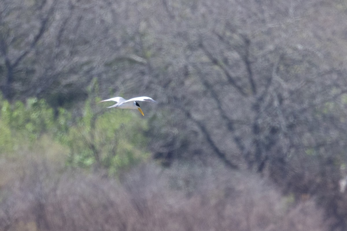 Large-billed Tern - ML629086272