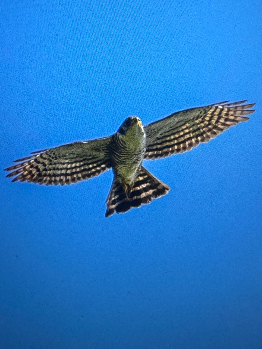 Semicollared Hawk - ML629086292