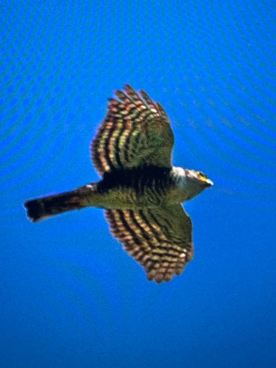 Semicollared Hawk - ML629086293